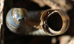 Cylindroiulus londinensis