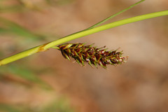 Carex binervis
