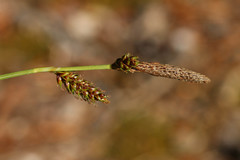 Carex binervis
