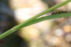 Carex binervis