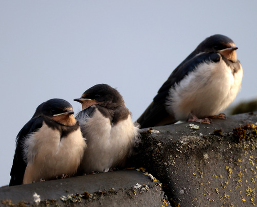 Barn Swallow