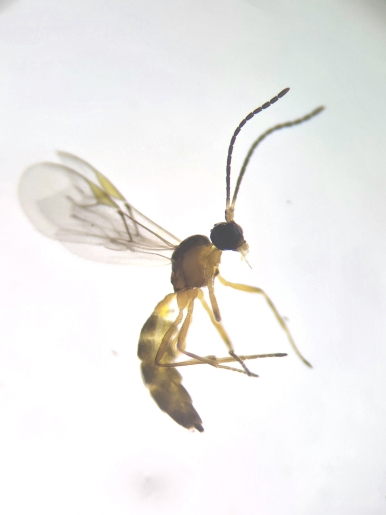Aphidius ferruginosus