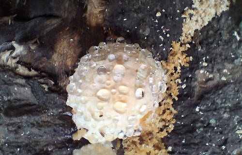 green cheese polypore
