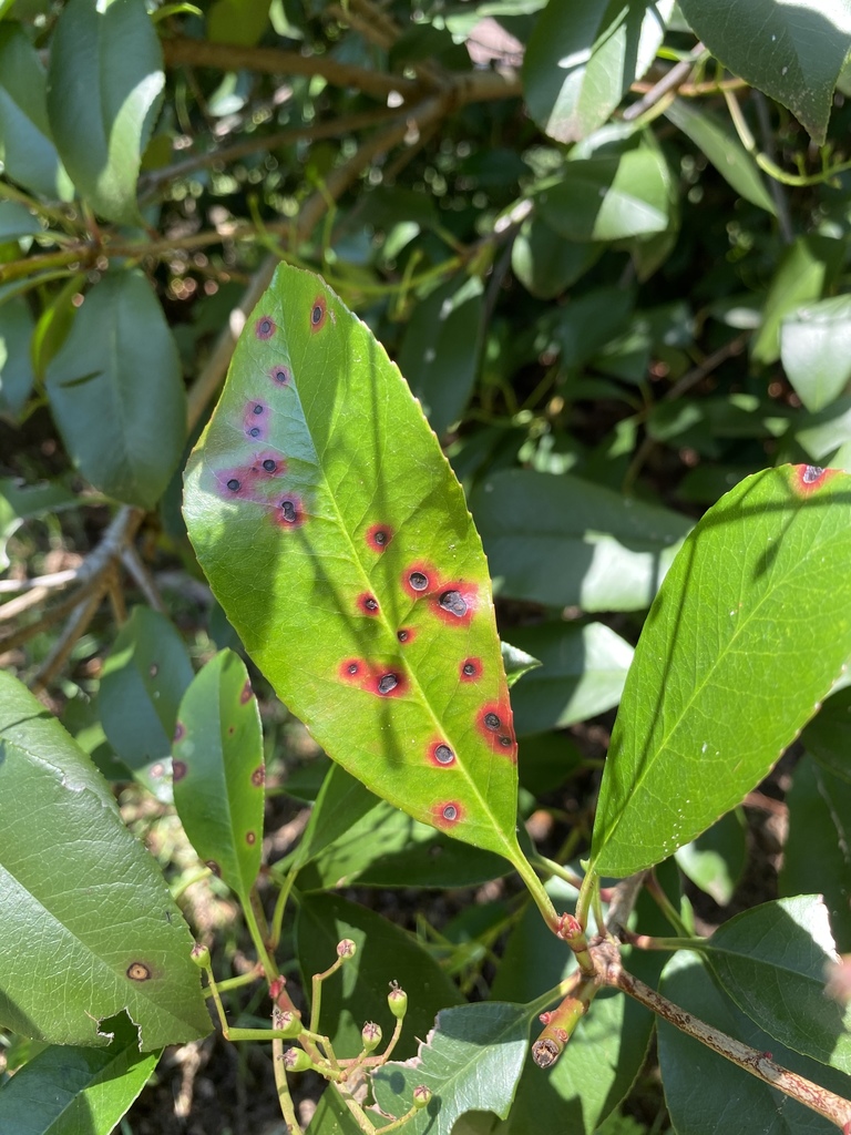 Quince leaf blight from Waterview, Flower Mound, TX, US on May 18, 2020