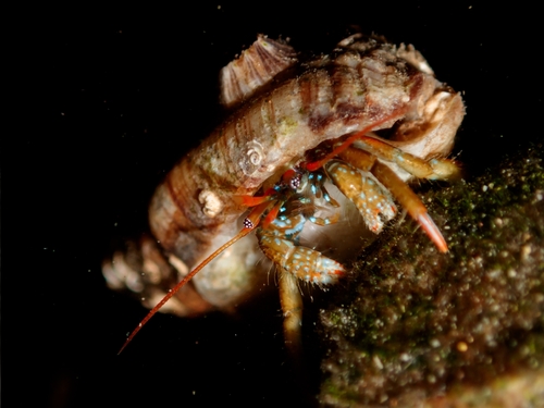 Saint Piran's Hermit Crab