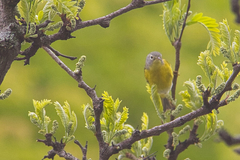 Leiothlypis ruficapilla