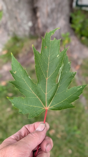silver maple