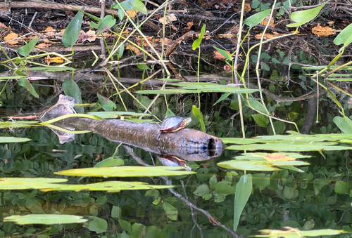 Midland Painted Turtle