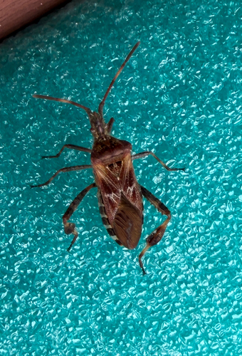 Western Conifer Seed Bug