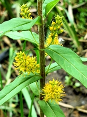 Lysimachia thyrsiflora, photograph (c) Pavlo Kretov, some rights reserved (CC BY)