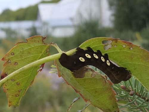 Pandorus Sphinx