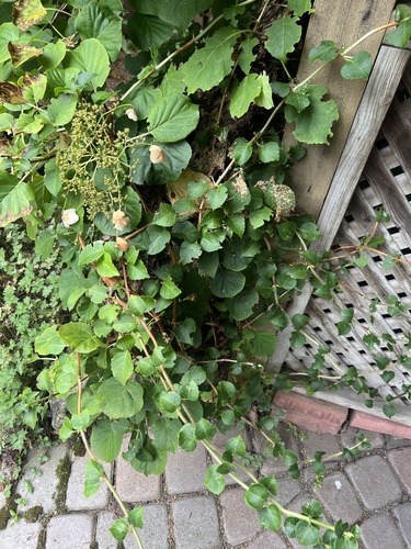 Hydrangea petiolaris observed 2026-09-17