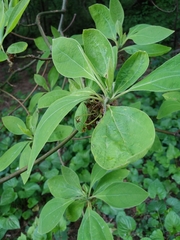 Sassafras albidum