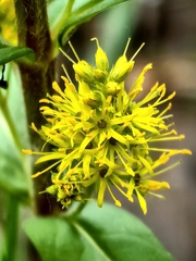Lysimachia thyrsiflora, photograph (c) Pavlo Kretov, some rights reserved (CC BY)