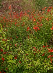 Anisacanthus quadrifidus wrightii