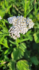 Achillea millefolium