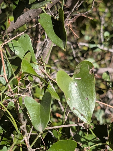 Smilax aspera, photograph 4