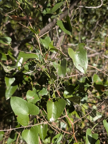 Smilax aspera, photograph 5