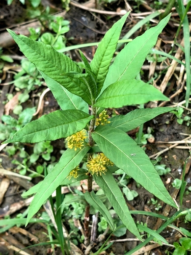 Lysimachia thyrsiflora, photograph 3