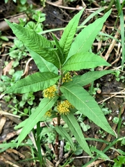 Lysimachia thyrsiflora, photograph (c) Pavlo Kretov, some rights reserved (CC BY)