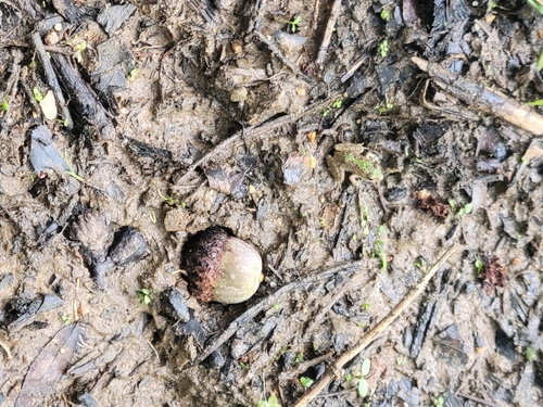 Blanchard's Cricket Frog