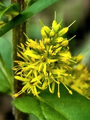 Lysimachia thyrsiflora, photograph (c) Pavlo Kretov, some rights reserved (CC BY)