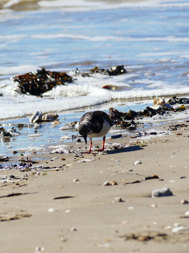 Ruddy Turnstone
