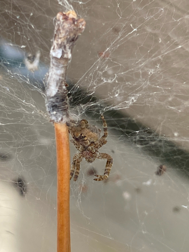 Tropical Tent-web Spider