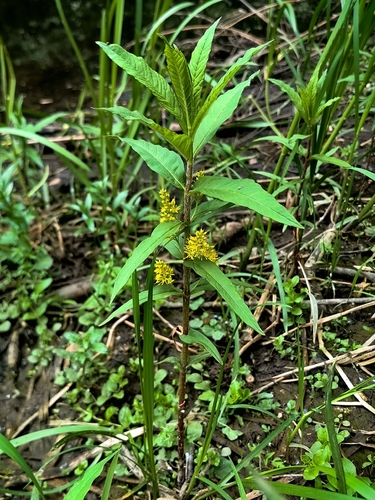 Lysimachia thyrsiflora, photograph 5