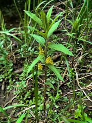 Lysimachia thyrsiflora, photograph (c) Pavlo Kretov, some rights reserved (CC BY)