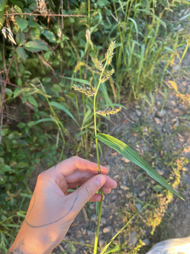 barnyardgrass