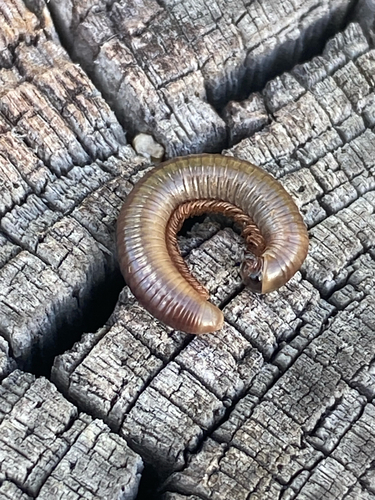 Florida Ivory Millipede