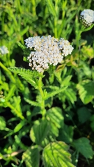 Achillea millefolium