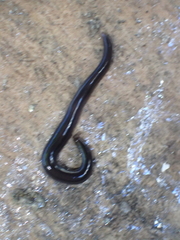 Endeavouria septemlineata