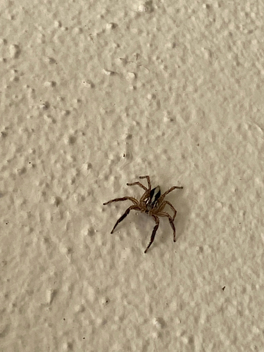 Pantropical Jumping Spider