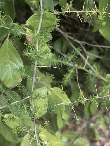 Asparagus acutifolius, photograph 3