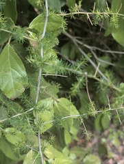 author not stated, no rights reserved Asparagus acutifolius, photograph author not stated, no rights reserved
