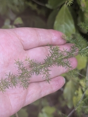 author not stated, no rights reserved Asparagus acutifolius, photograph author not stated, no rights reserved