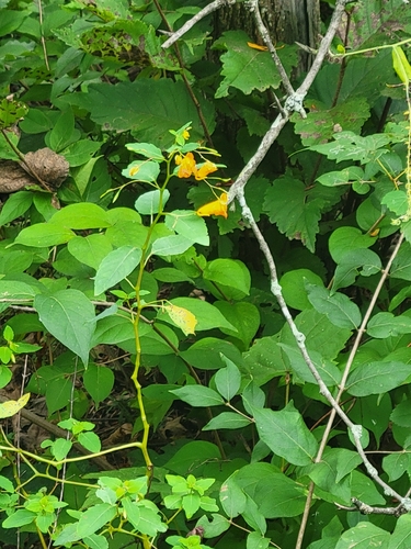 common jewelweed