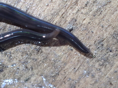 Endeavouria septemlineata