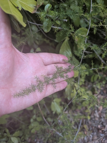 Asparagus acutifolius, photograph 5