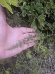 author not stated, no rights reserved Asparagus acutifolius, photograph author not stated, no rights reserved
