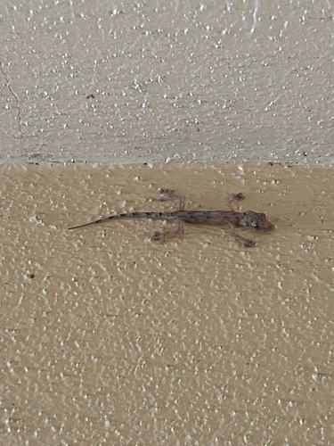 Tropical House Gecko