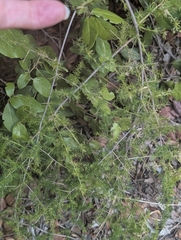 Asparagus acutifolius, photograph author not stated, no rights reserved