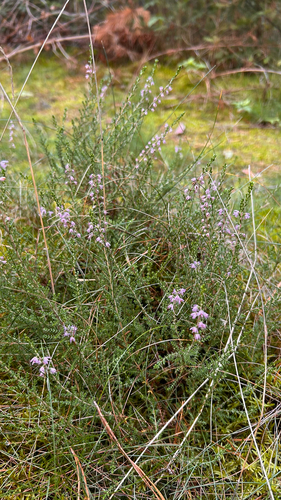 common heather