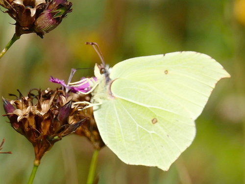 Common Brimstone