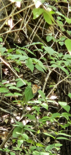 Monarch