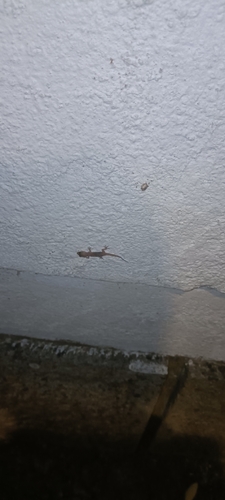Mediterranean House Gecko