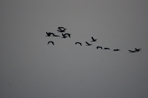 Glossy Ibis
