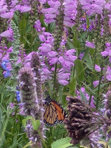 Monarch